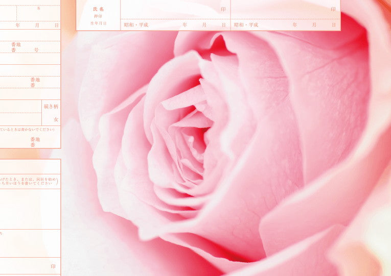 婚姻届 Pink Rose
