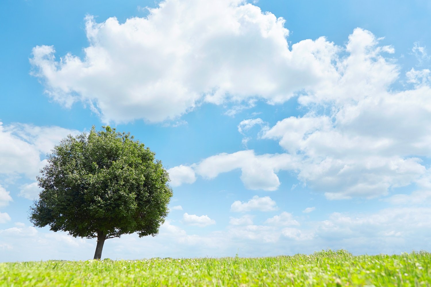 婚姻届はどこの役所でもらってくれば良いのですか？