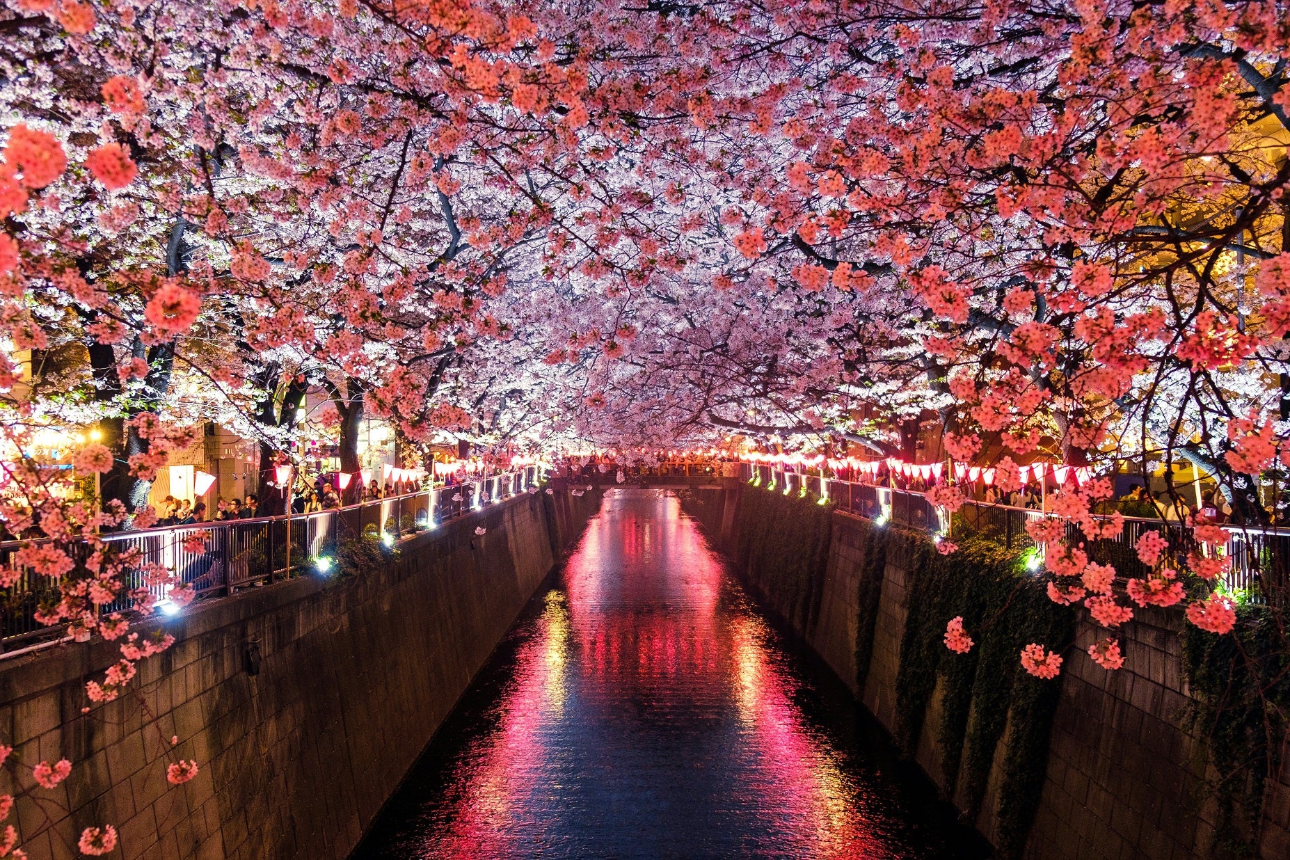 桜の開花