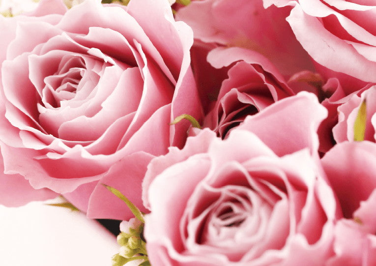 婚姻届 Lilac Rose