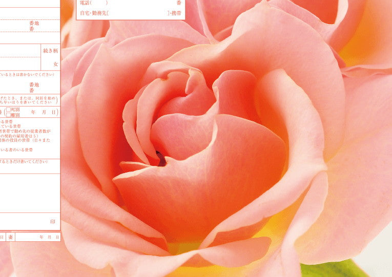 婚姻届 Peach Rose