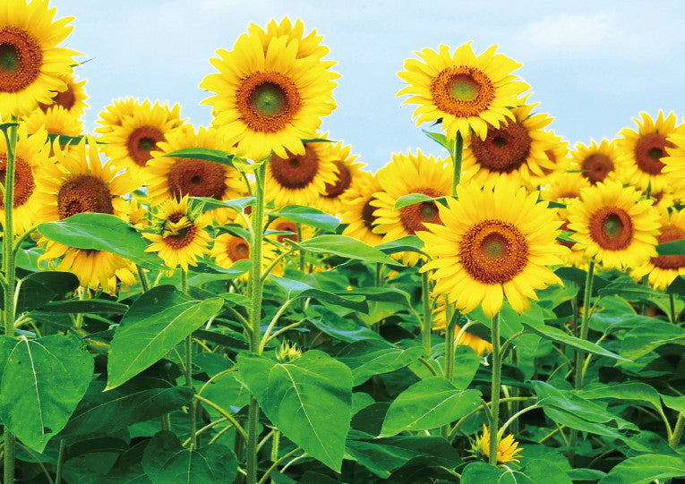 婚姻届 Sunflower Sky