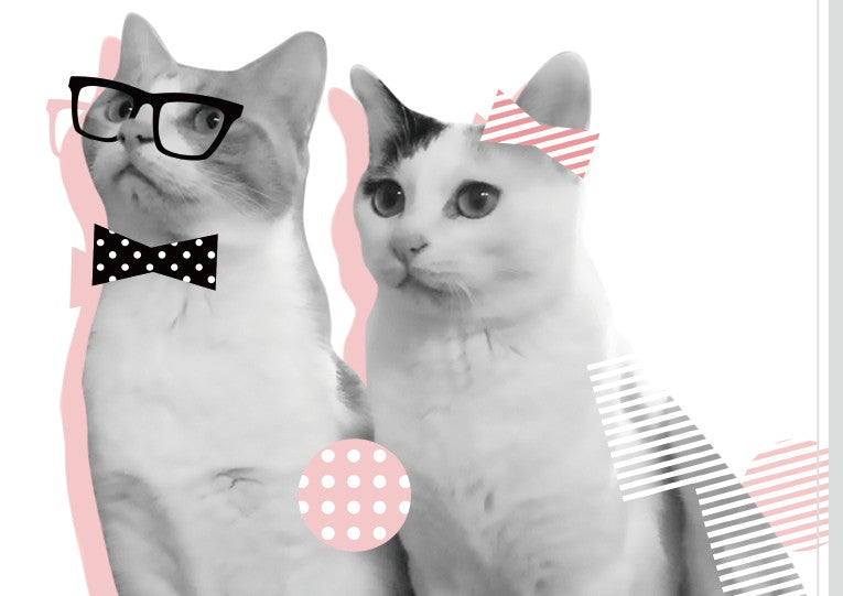 婚姻届 Cat Couple