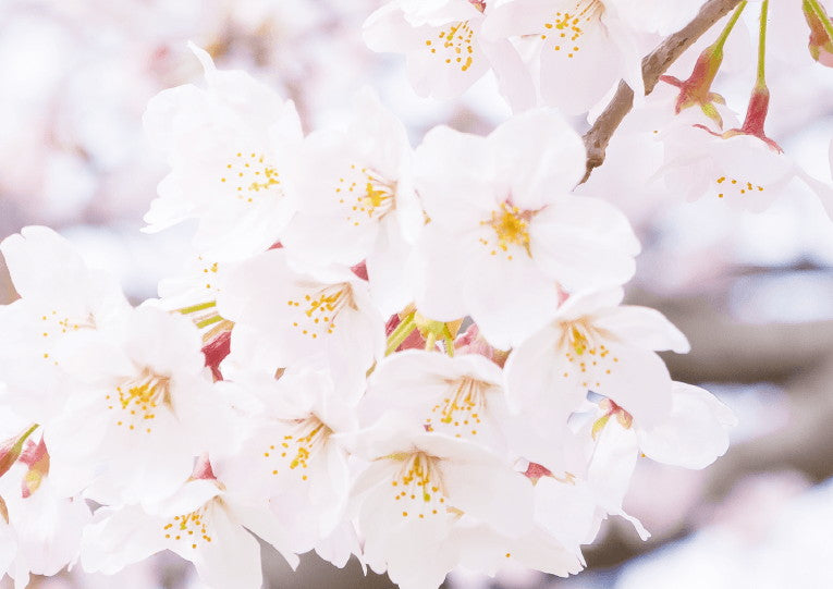 婚姻届 Spring Memories